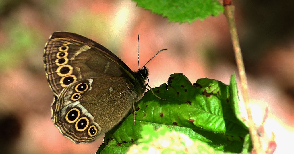 Osadnik wielkooki (Lopinga achine)