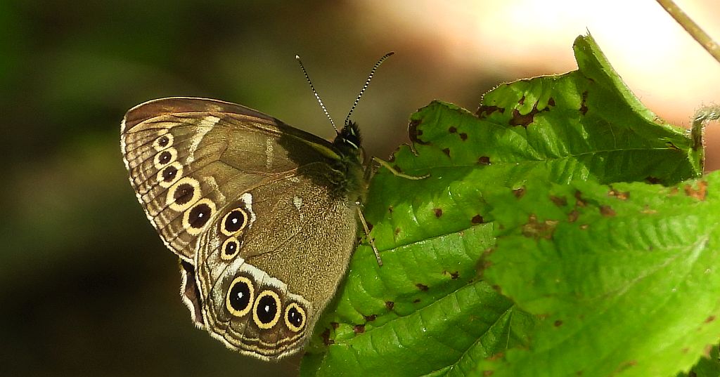 Osadnik wielkooki (Lopinga achine)