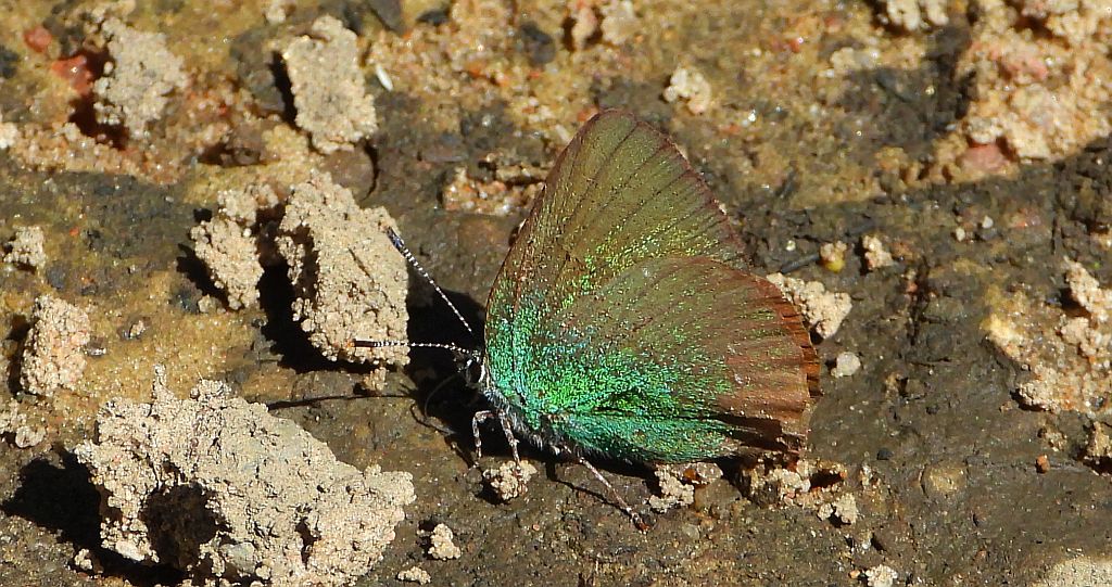 Zieleńczyk ostrężyniec (Callophrys rubi)