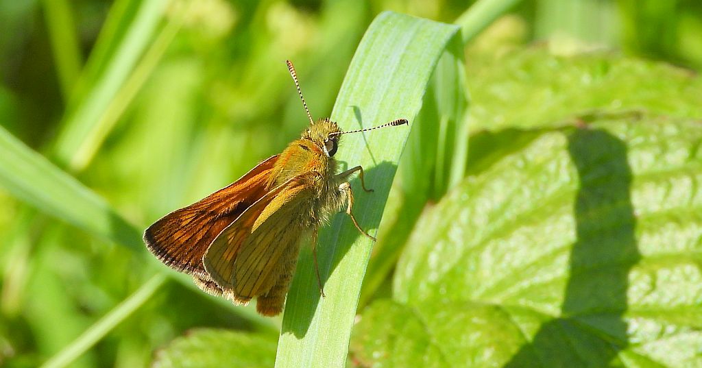 Karłątek klinek (Hesperia comma)