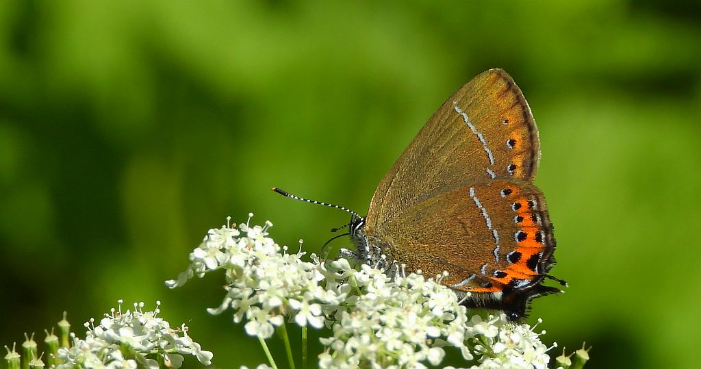 Ogończyk śliwowiec (Satyrium pruni)