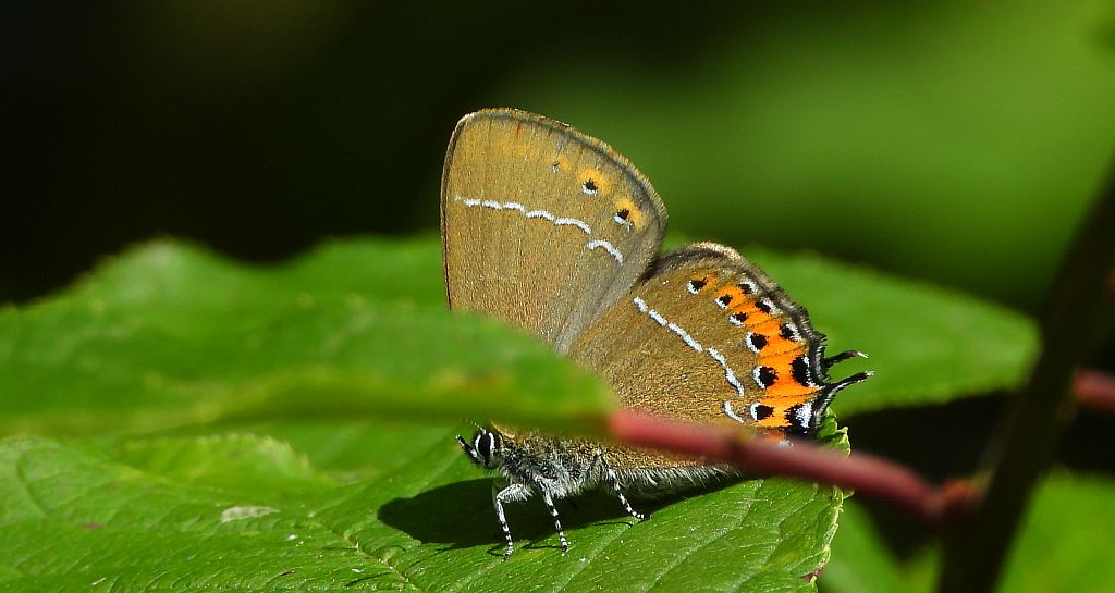 Ogończyk śliwowiec (Satyrium pruni)