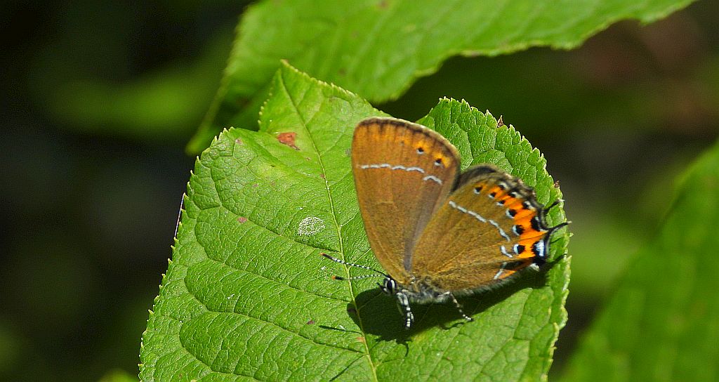 Ogończyk śliwowiec (Satyrium pruni)