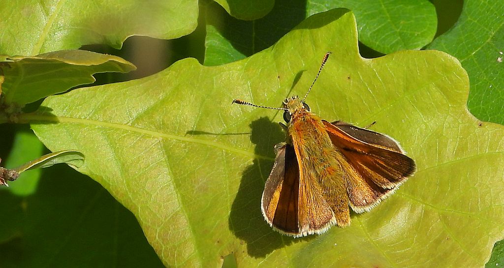 Karłątek klinek (Hesperia comma)