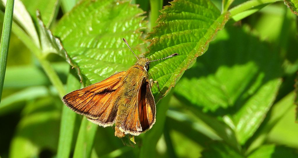 Karłątek klinek (Hesperia comma)