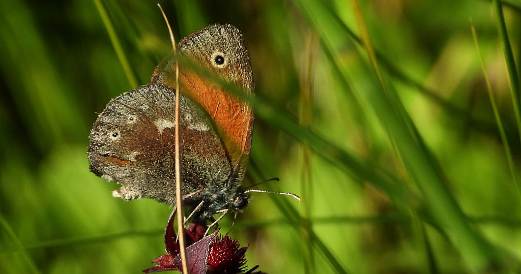 Strzępotek soplaczek (Coenonympha tullia)