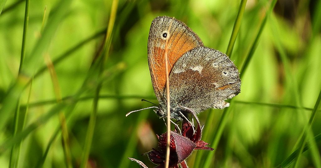 Strzępotek soplaczek (Coenonympha tullia)