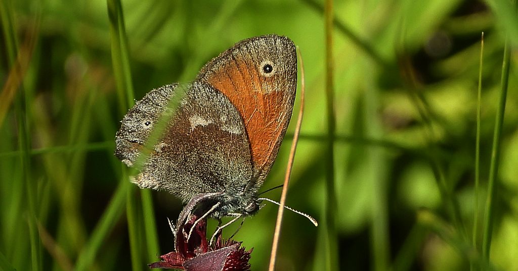 Strzępotek soplaczek (Coenonympha tullia)