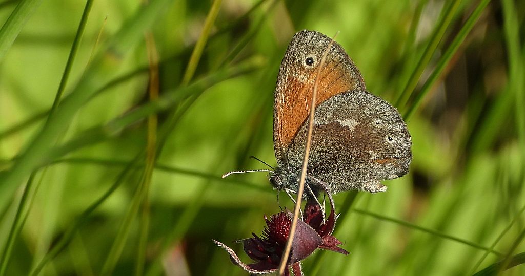 Strzępotek soplaczek (Coenonympha tullia)