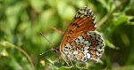 Przeplatka cinksia (Melitaea cinxia)