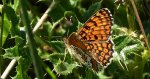 Przeplatka cinksia (Melitaea cinxia)