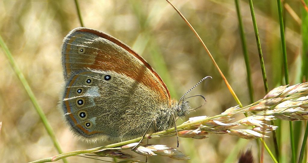 Strzępotek glicerion (Coenonympha glycerion)