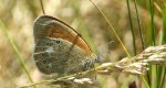 Strzępotek glicerion (Coenonympha glycerion)