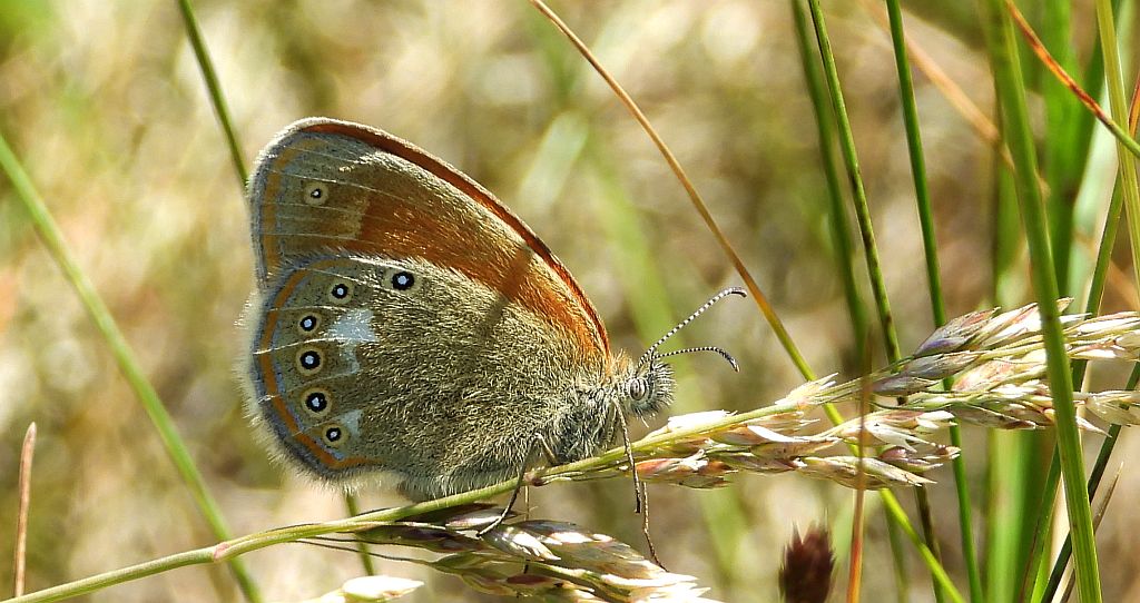 Strzępotek glicerion (Coenonympha glycerion)