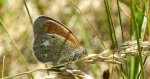 Strzępotek glicerion (Coenonympha glycerion)