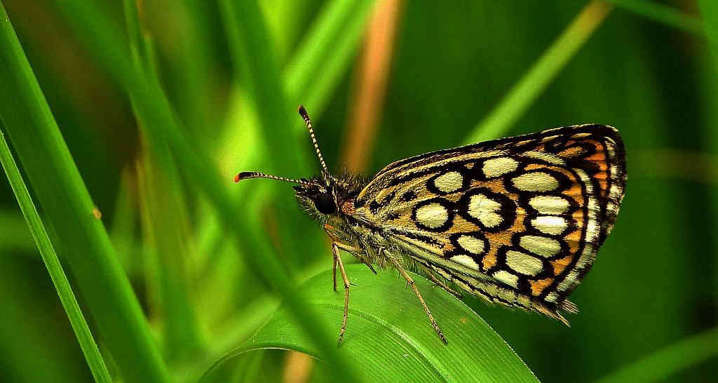 Rojnik morfeusz (Heteropterus morpheus)