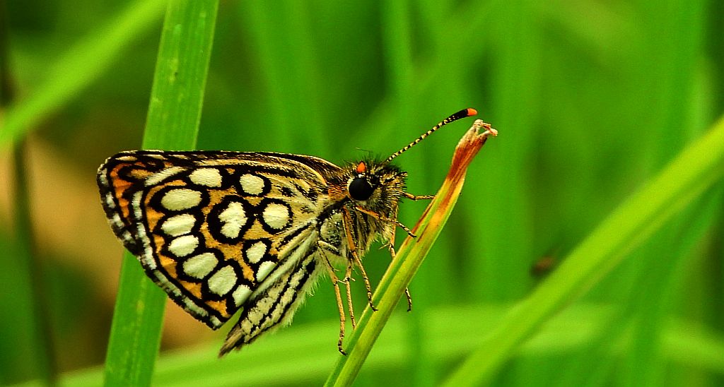 Rojnik morfeusz (Heteropterus morpheus)