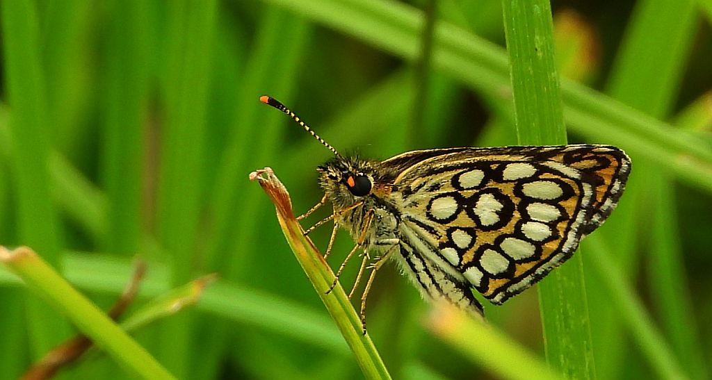 Rojnik morfeusz (Heteropterus morpheus)