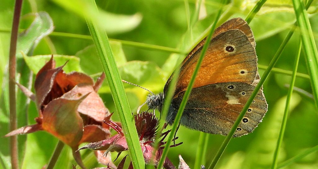 Strzępotek soplaczek (Coenonympha tullia)