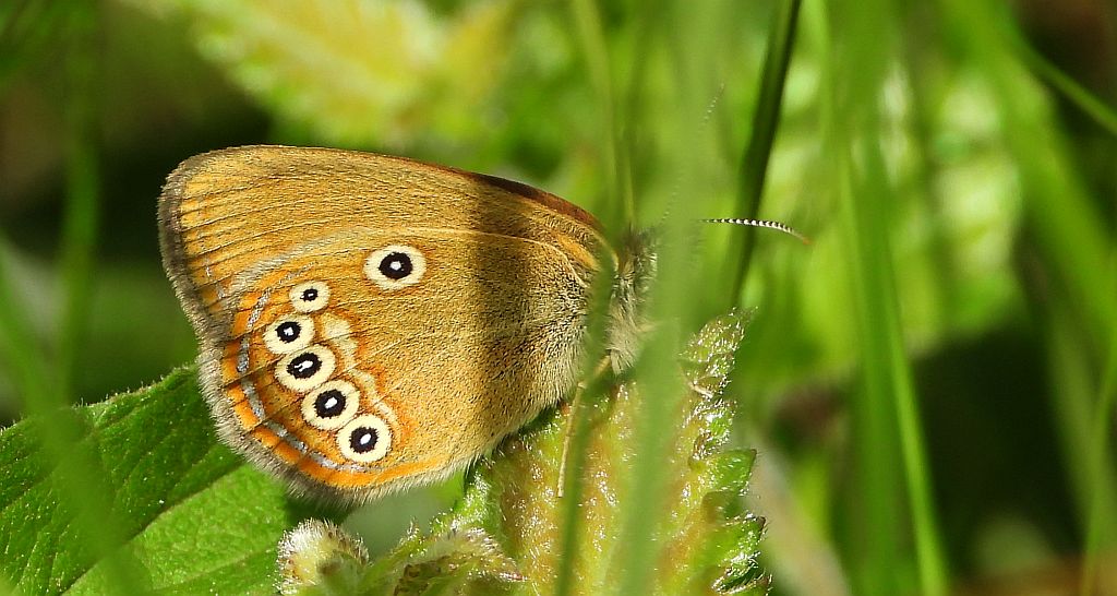 Strzępotek edypus (Coenonympha oedippus)
