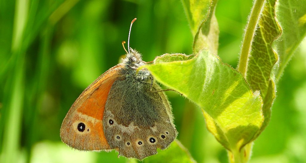 Strzępotek soplaczek (Coenonympha tullia)