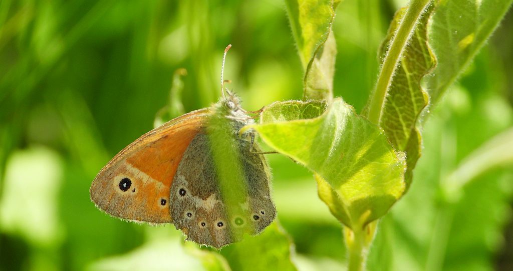 Strzępotek soplaczek (Coenonympha tullia)
