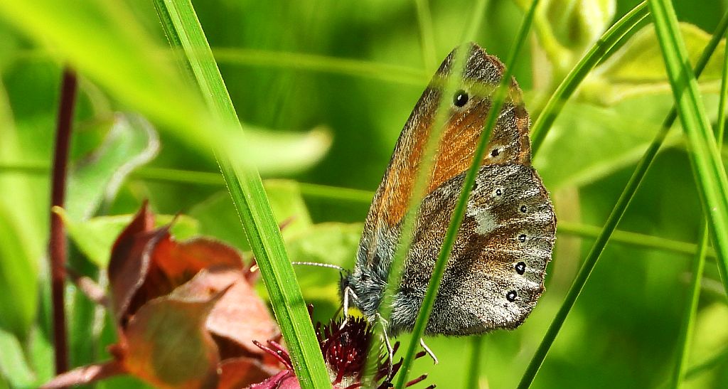 Strzępotek soplaczek (Coenonympha tullia)