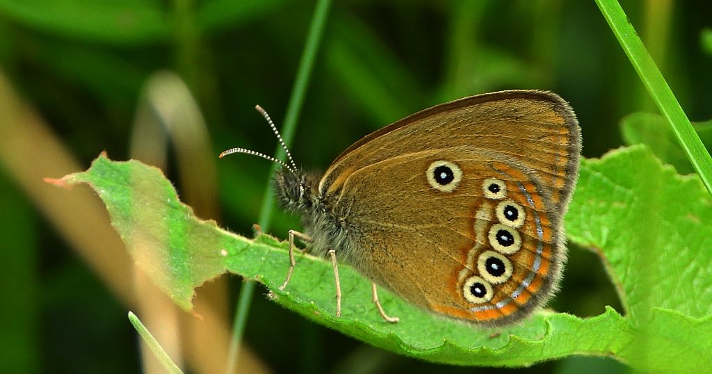Strzępotek edypus (Coenonympha oedippus)