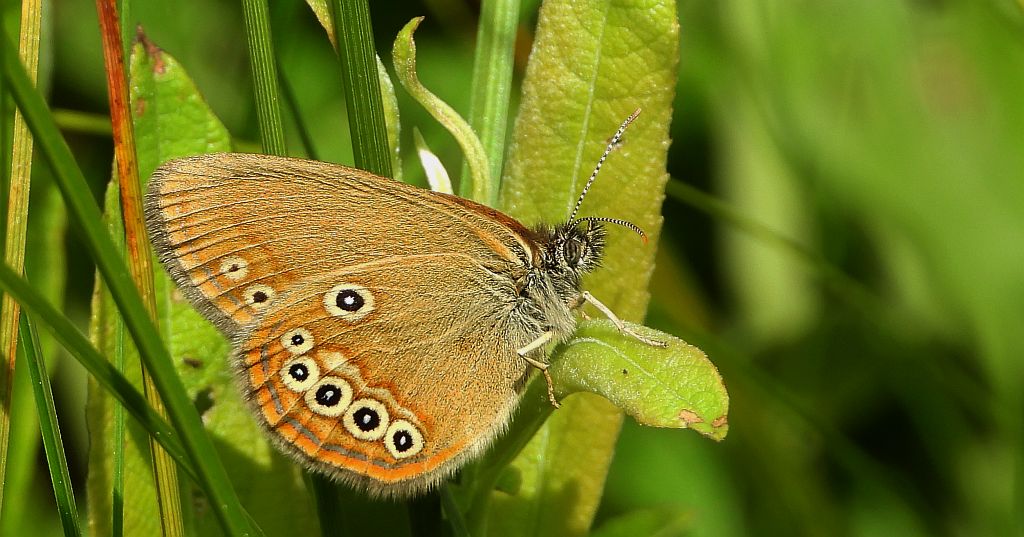Strzępotek edypus (Coenonympha oedippus)
