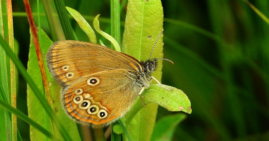 Strzępotek edypus (Coenonympha oedippus)