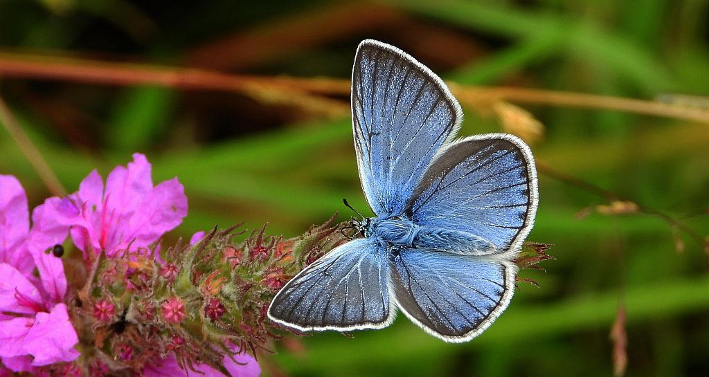 Modraszek amandus (Polyommatus amandus)