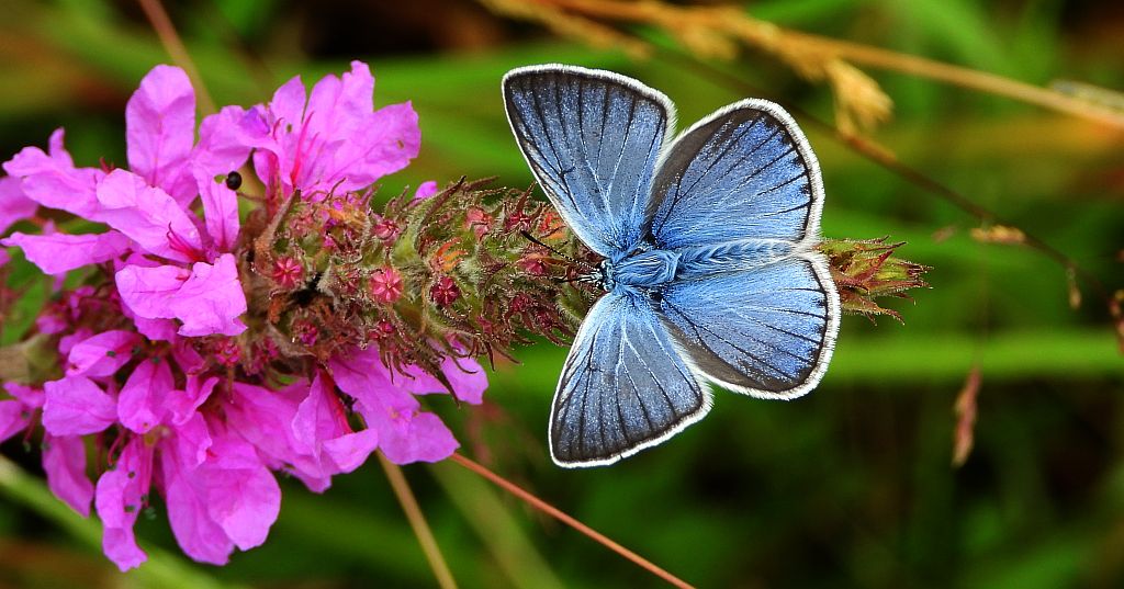 Modraszek amandus (Polyommatus amandus)