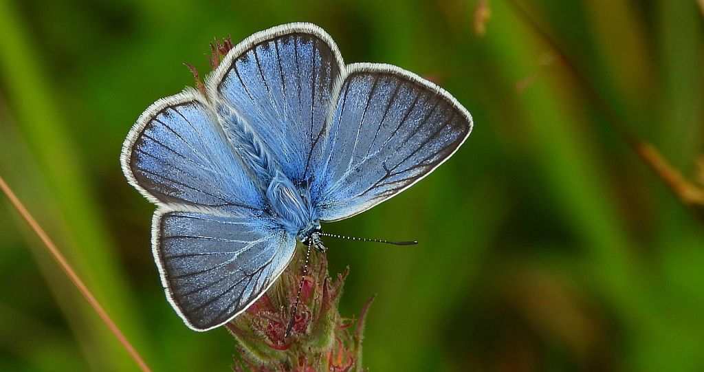 Modraszek amandus (Polyommatus amandus)