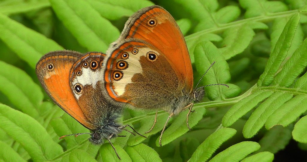 Strzępotek perełkowiec (Coenonympha arcania)