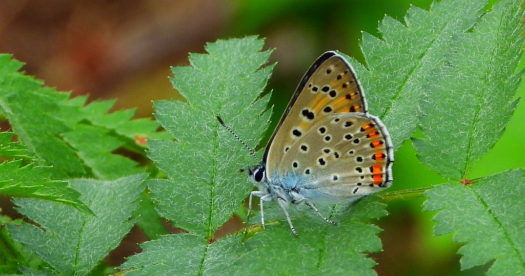 Czerwończyk zamgleniec (Lycaena alciphron)