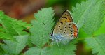 Czerwończyk zamgleniec (Lycaena alciphron)