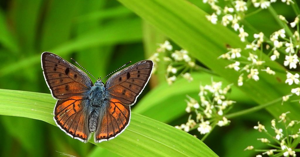 Czerwończyk zamgleniec (Lycaena alciphron)