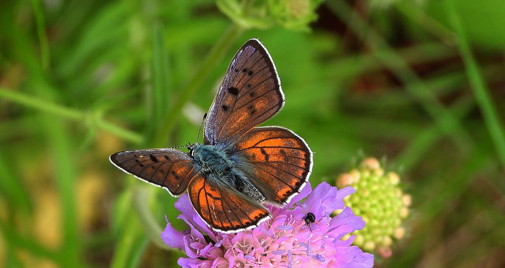 Czerwończyk zamgleniec (Lycaena alciphron)