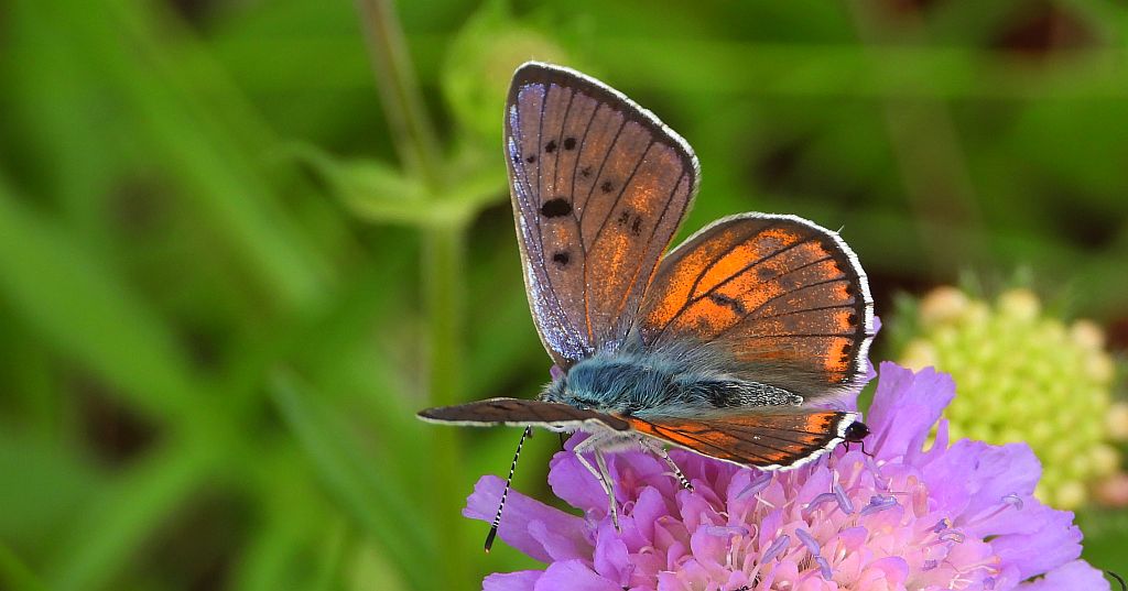 Czerwończyk zamgleniec (Lycaena alciphron)