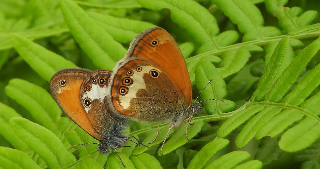 Strzępotek perełkowiec (Coenonympha arcania)