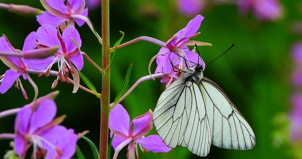 Niestrzęp głogowiec (Aporia crataegi)