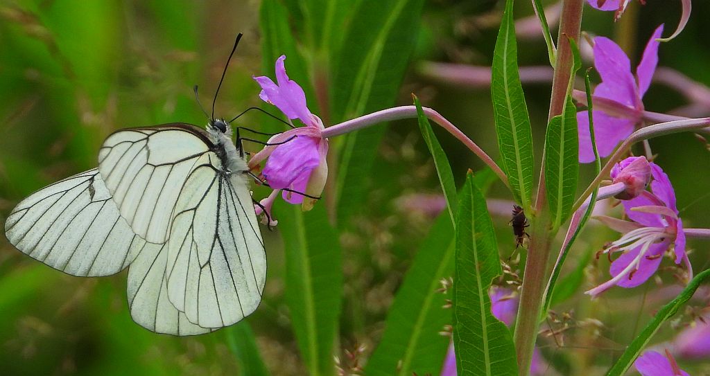 Niestrzęp głogowiec (Aporia crataegi)