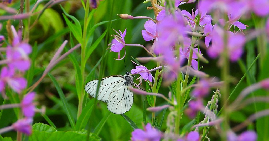 Niestrzęp głogowiec (Aporia crataegi)