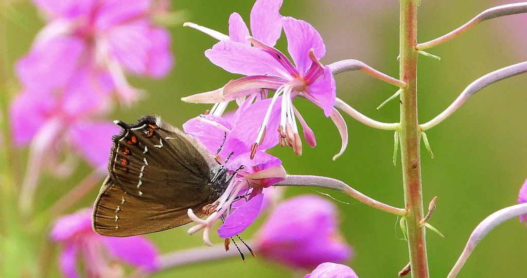 Ogończyk ostrokrzewowiec (Nordmania ilicis)