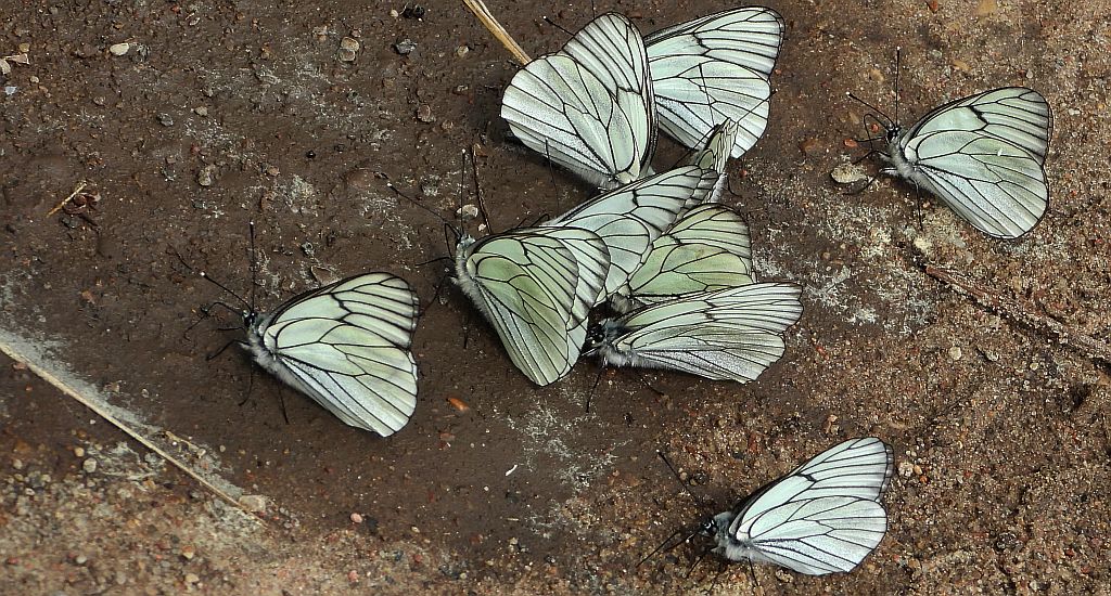 Niestrzęp głogowiec (Aporia crataegi)