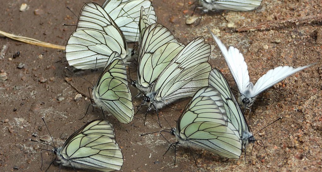 Niestrzęp głogowiec (Aporia crataegi)