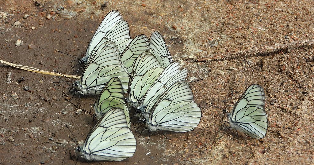 Niestrzęp głogowiec (Aporia crataegi)