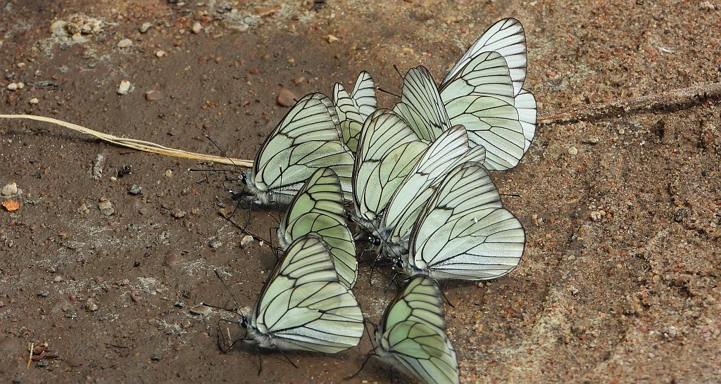 Niestrzęp głogowiec (Aporia crataegi)