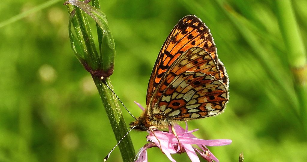 Dostojka selene (Boloria selene)