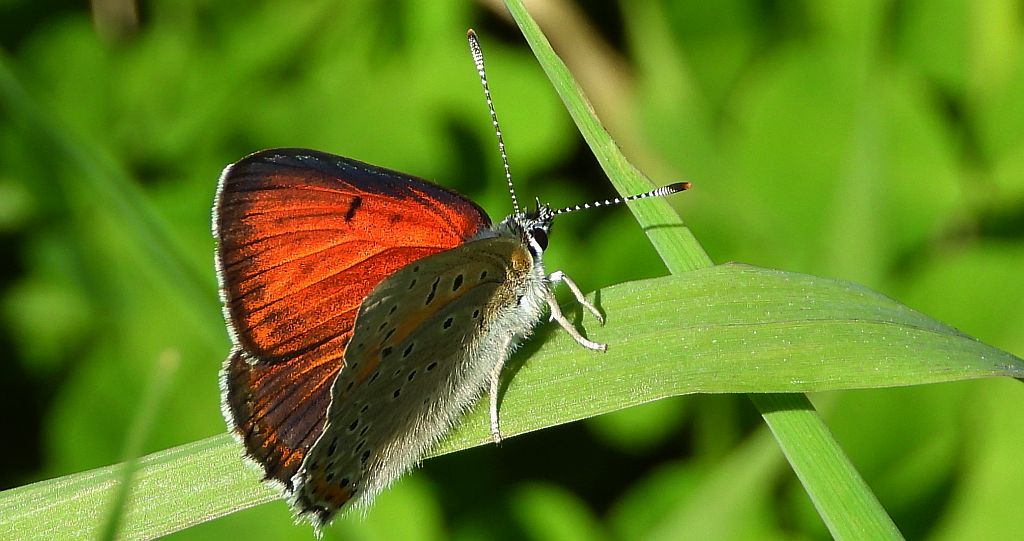 Czerwończyk płomieniec (Lycaena /Heodes/ hippothoe)